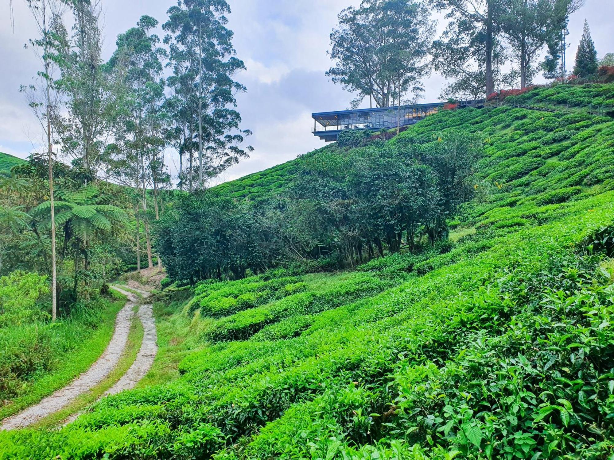 Mossy Forest Family Retreat Ii, 2-8 Pax, Cameron Highlands Zewnętrze zdjęcie